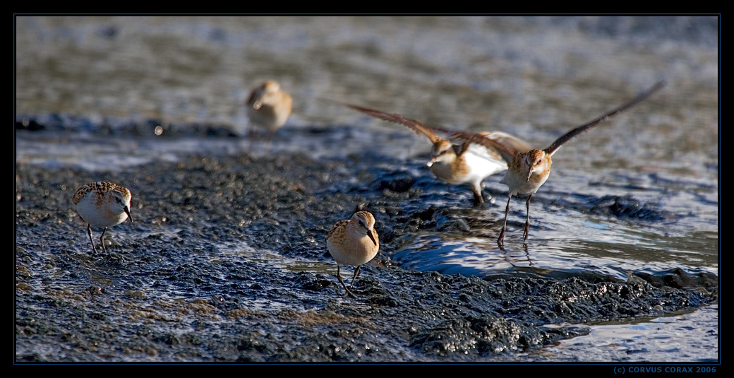Кулик-воробей. 5 - Игра в догонялки Кулик-воробей Calidris minuta