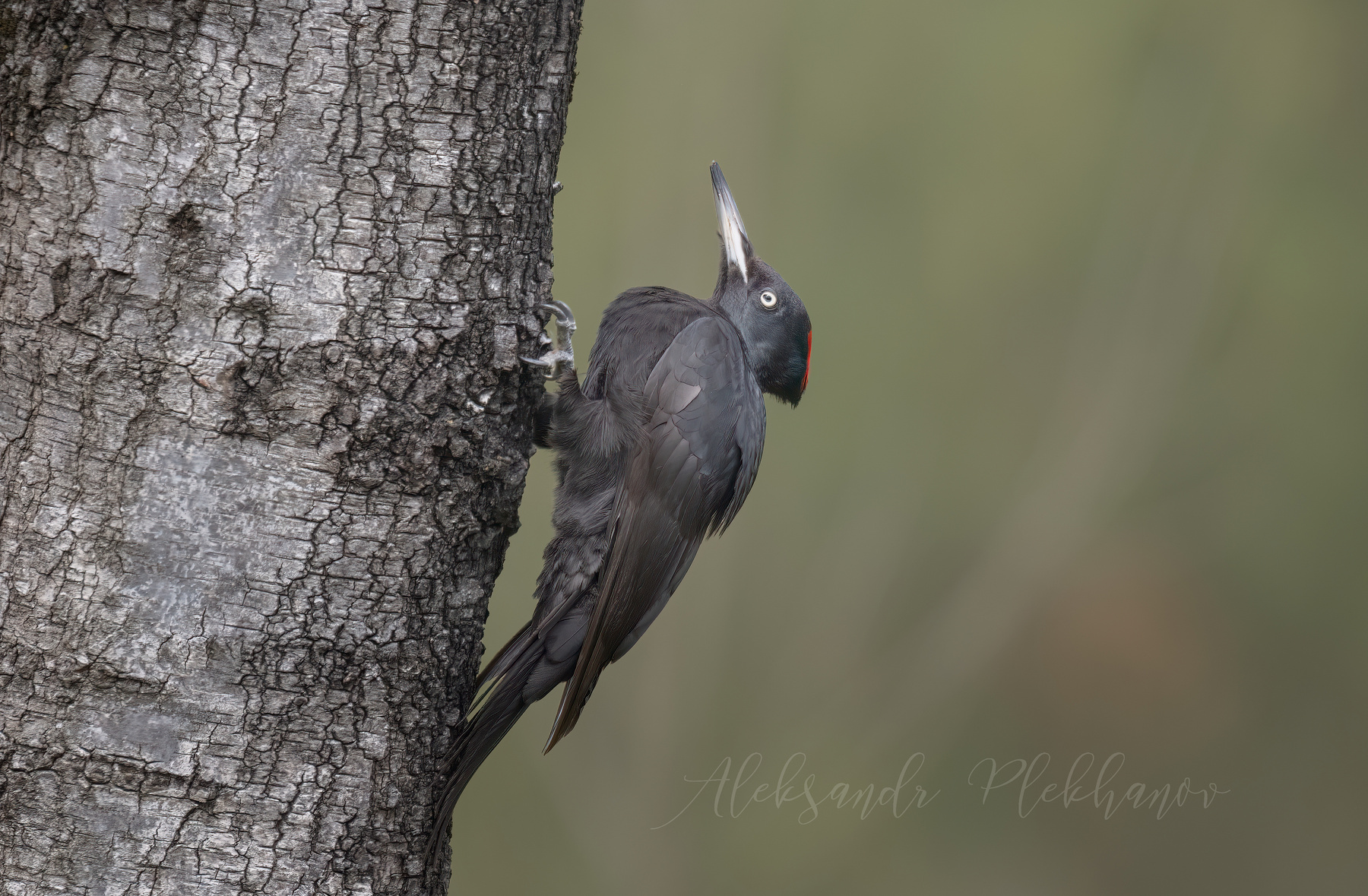 Black Woodpecker 