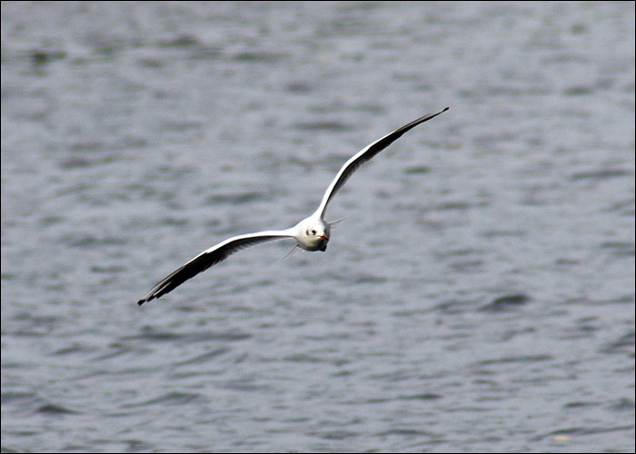 g e o m e t r y seagull