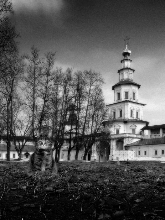 Кошкины минутки 