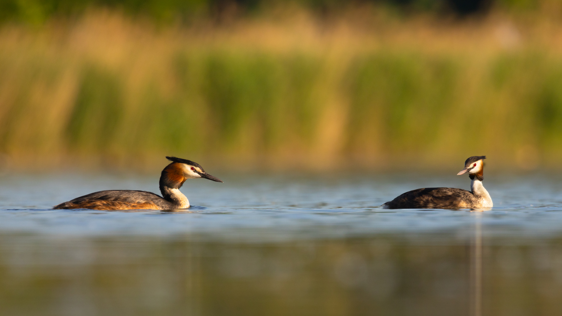 Great crested grebe 