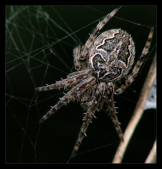 Маленькая гроза больших мух:-) Паук самка паутина Larinioides Araneidae