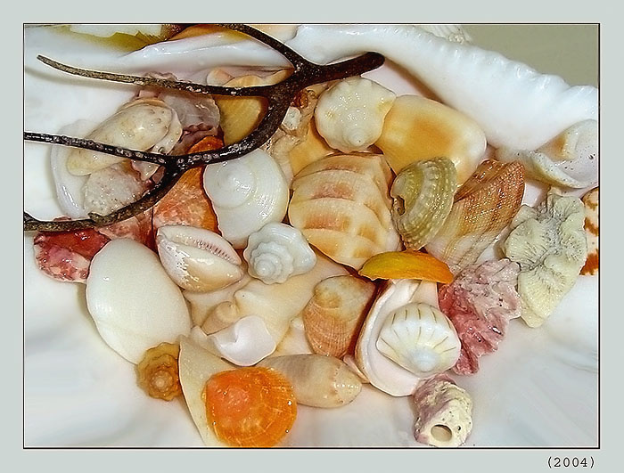 shells воспоминаниЯ