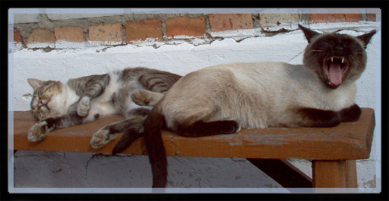 спят усталые кошки... кошки, коты, животные, сон, спят