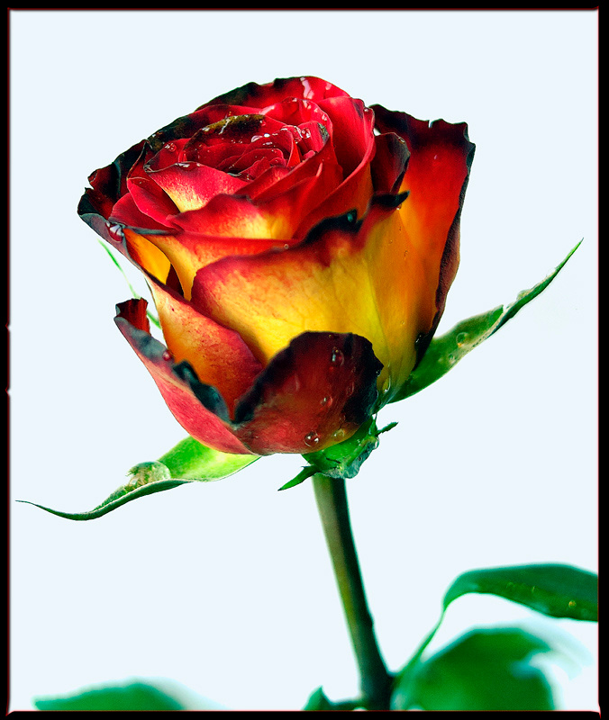 Rose 