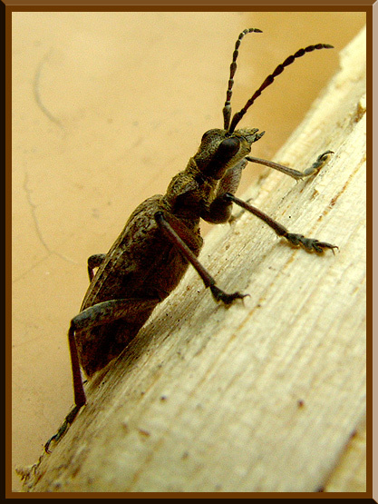 Этюд в коричневых тонах Жук Короед Макро Коричневый Bark Beetle Brown Macro