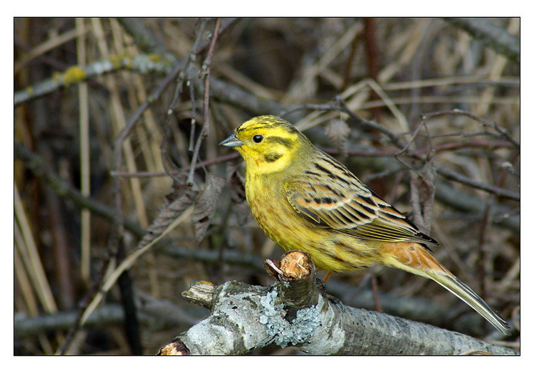 Овсянка овсянка emberiza citrinella
