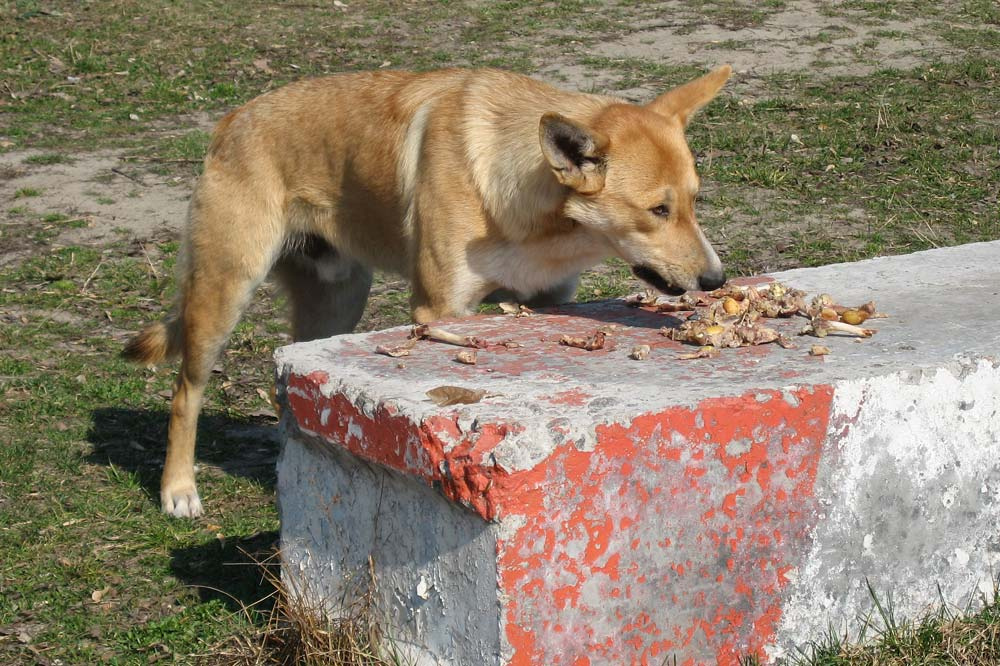 Бродяжная жизнь... Собака