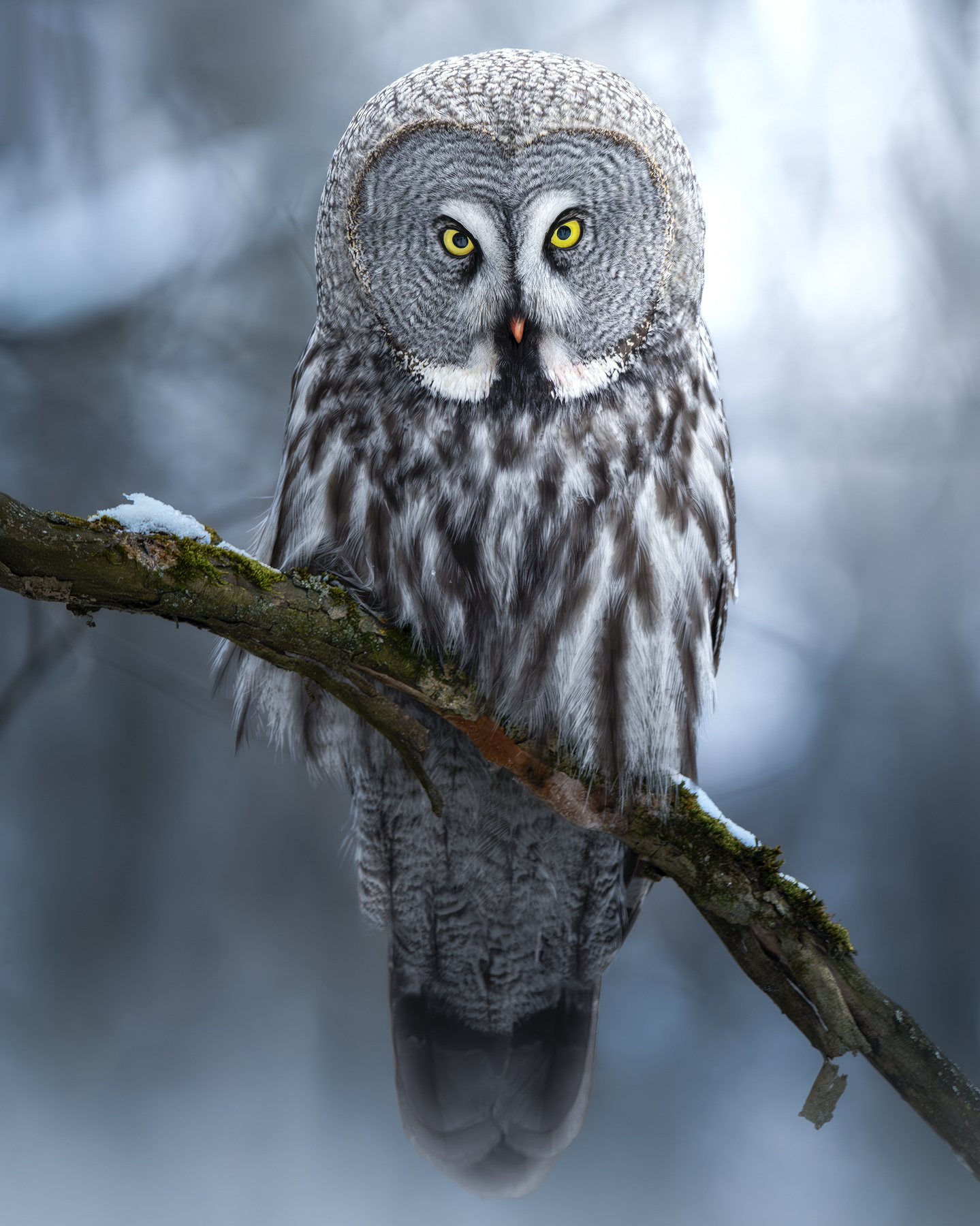 Бородатая неясыть (Strix nebulosa) 
