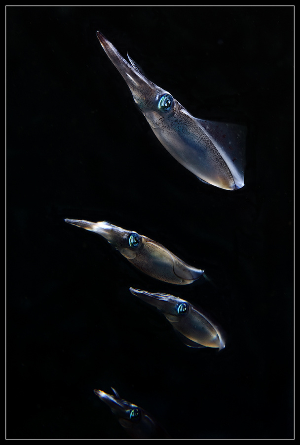 Вжики Raja Ampat