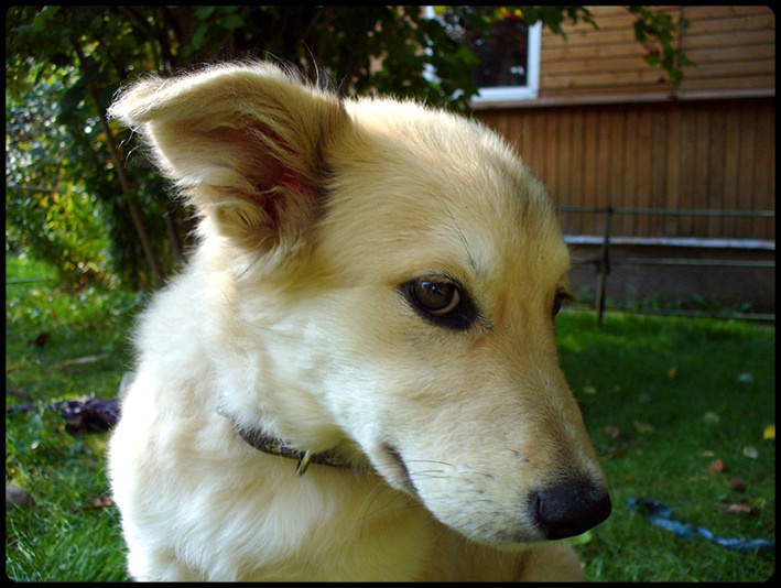 Very Important Dog ( VID^^ ) собака животные dog animals vip