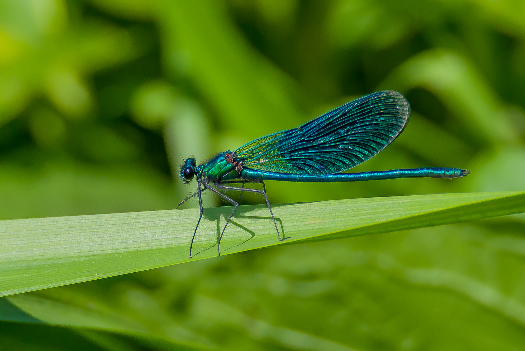 ***Красотка темнокрылая или Calopteryx virgo 