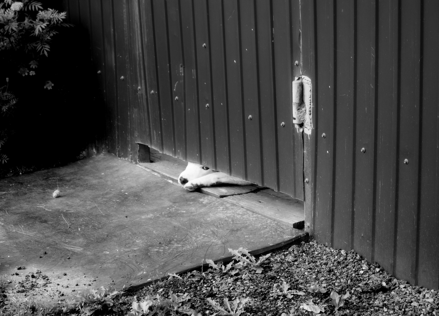 Hello, I love you... Won't you tell me your name? Doors