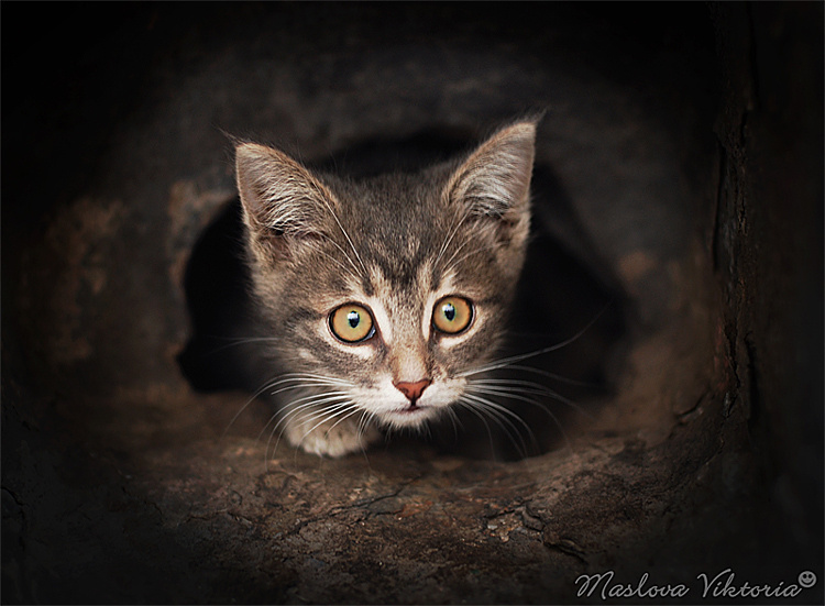 Малыш котенок, животные, глаза, норка