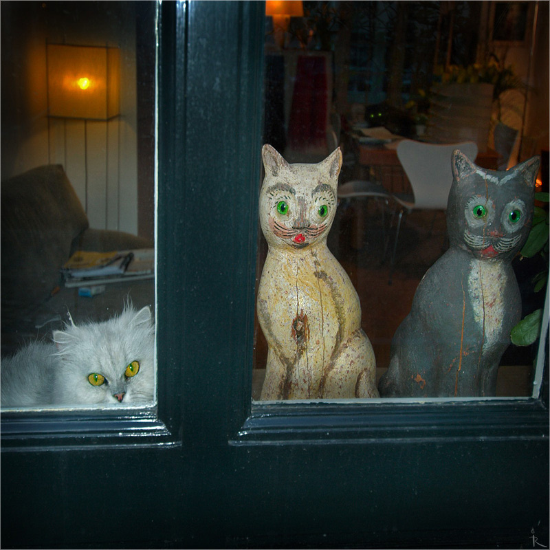 2+2 кот, коты, кошки, кошка, окно, портрет, киса, морда