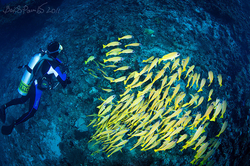 пастух Мальдивы сладкогуб school blue striped snappers синеполосый луциан anion Maldives