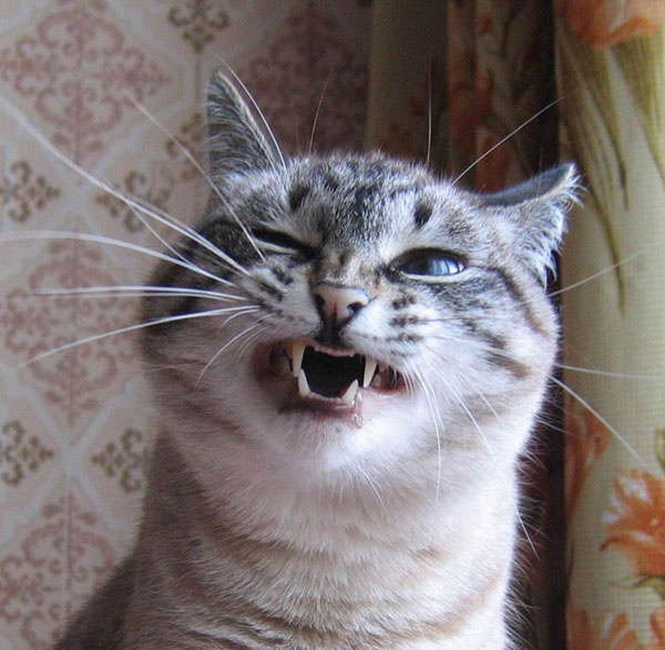 А-А-АЧХИ-И! кошка,зубы,язык