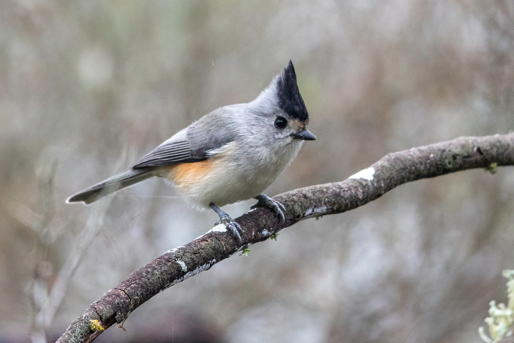 Чернохохлая синица Чернохохлая синица Black-crested Titmouse Baeolophus atricristatus