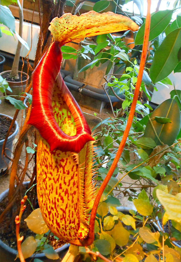 кувшиночник (Nepenthes) 