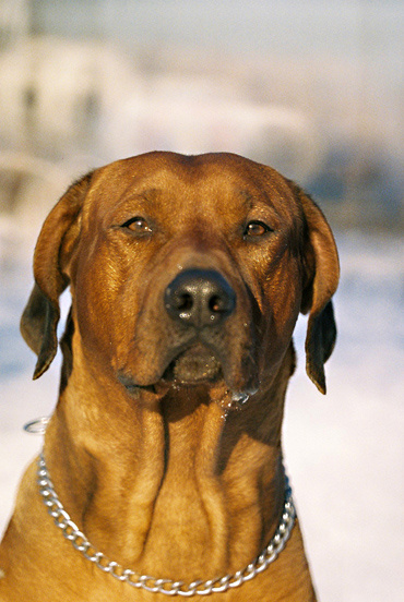 serious риджбек