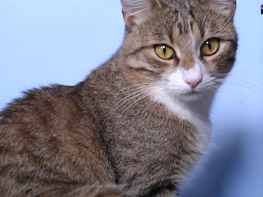 Он умный, не так ли? кот кошка