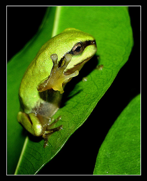 Пожалуйста, уберите камеру! коралловопалая литория Litoria caerulea