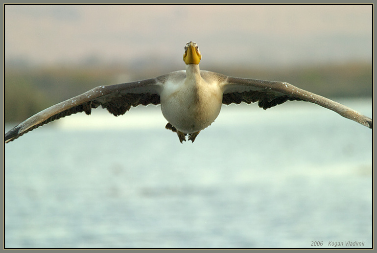 Pelicans Aero PelicansAero