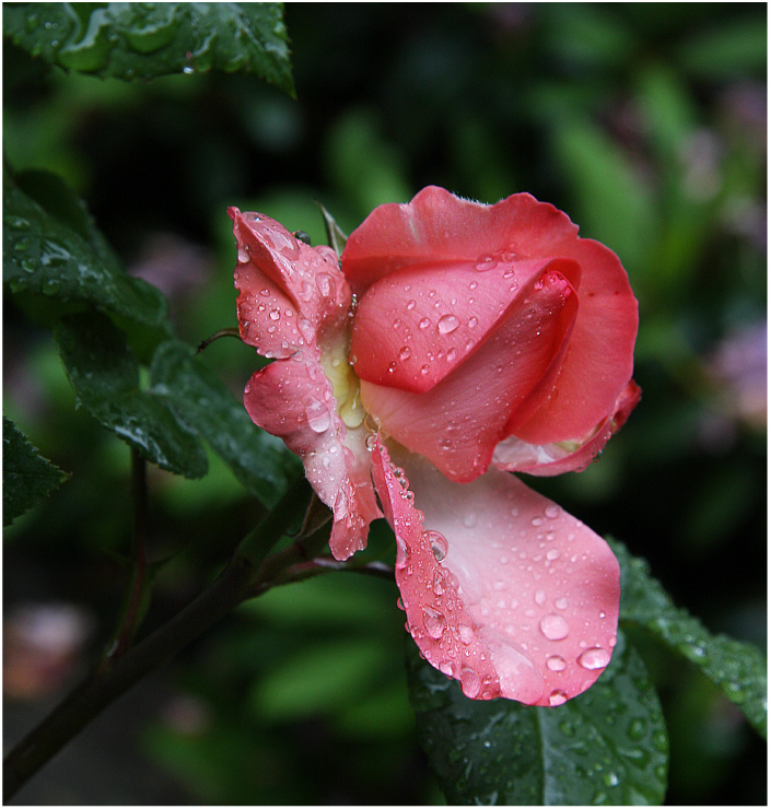 *** rose