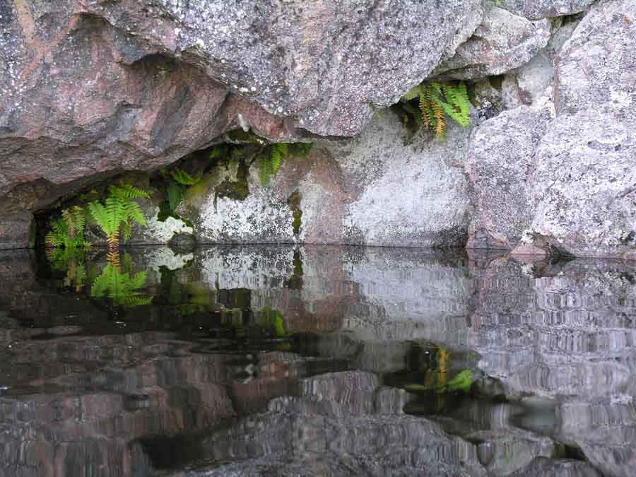 Ладожские берега скалы, папоротник