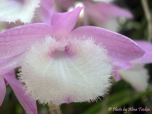 Dendrobium pierardii орхидея, цветок,