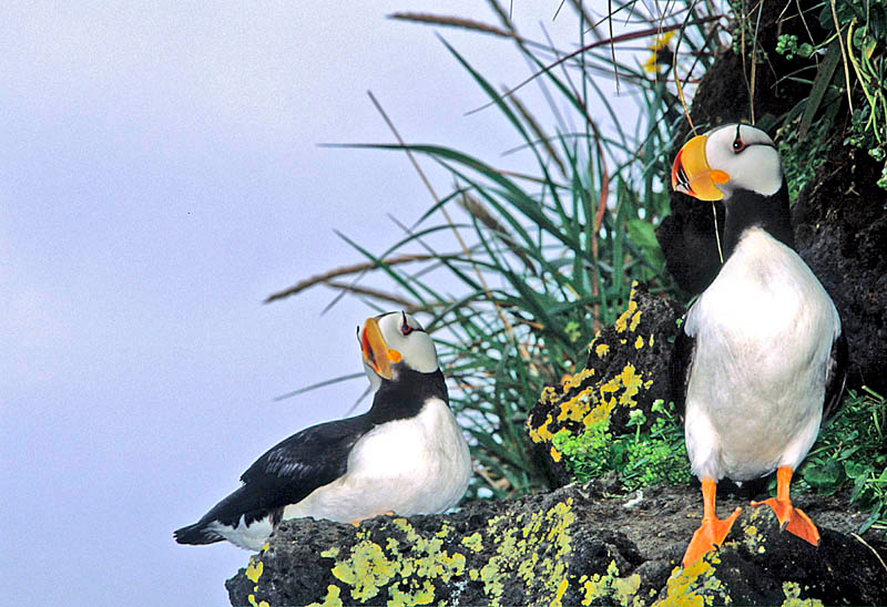 Снобы Ипатка, Fratercula corniculata, Остров Св. Павла, Аляска, Horned Puffin, St. Paul Island, Bering Sea, Alaska