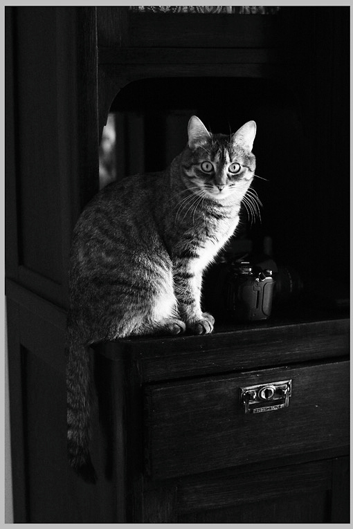 кошка кошка шкаф фотоаппарат
