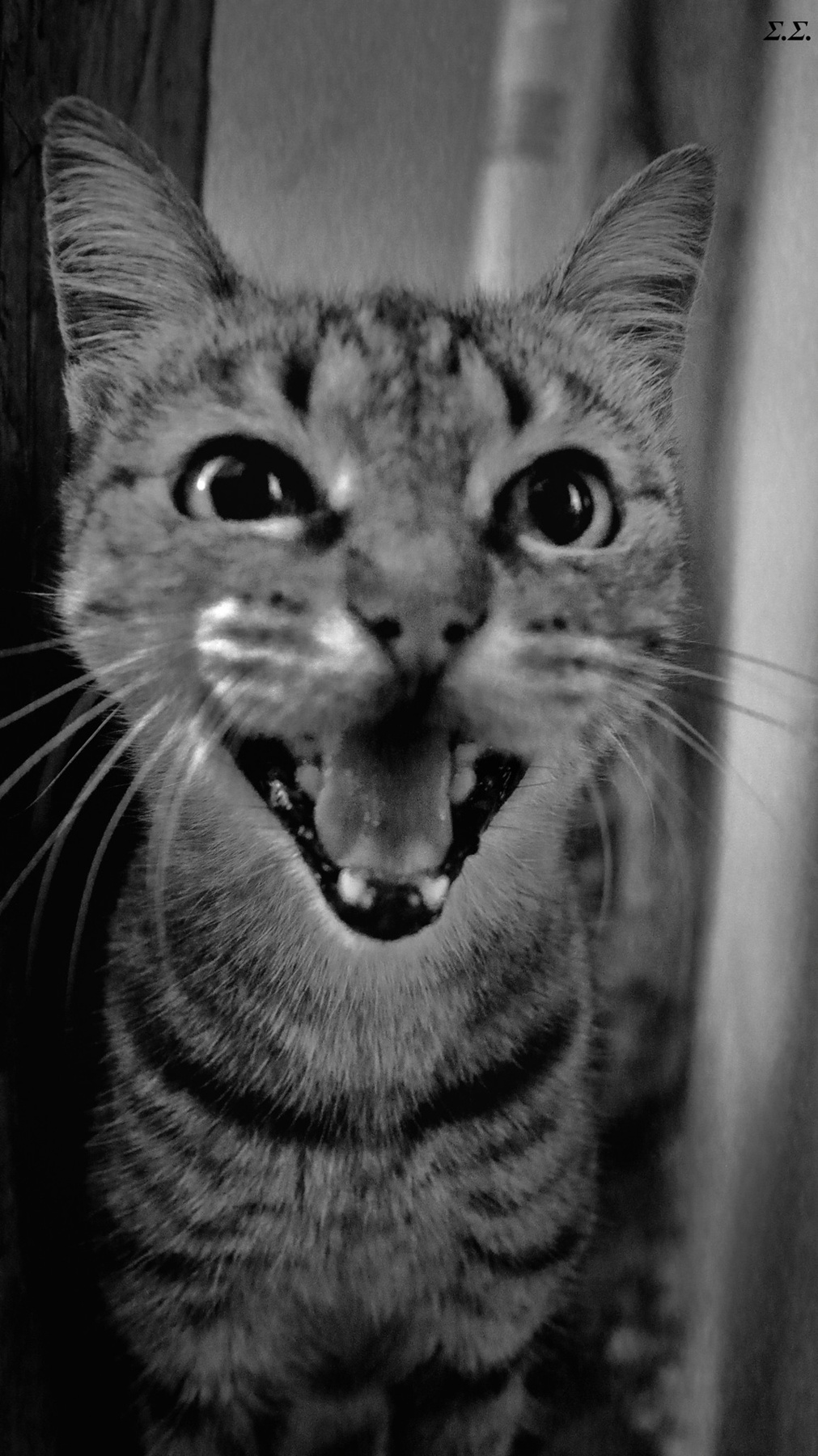 EXCITED CAT 