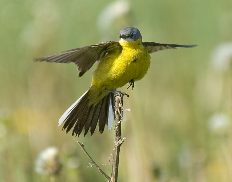 Успешное причаливание Желтая трясогузка, Yellow Wagtail, Motacilla flava