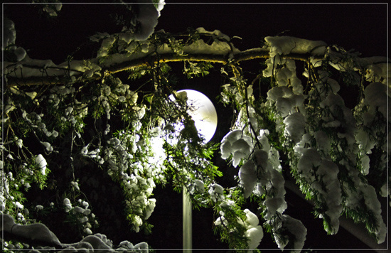 Artificial Moon снег ночь ветви лес лампа свет