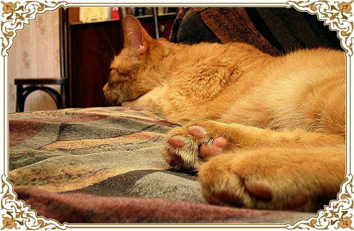 Ретро-кот кот рыжий диван