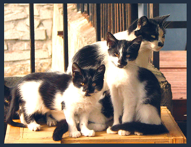 Семья Кошки прайд семья котята