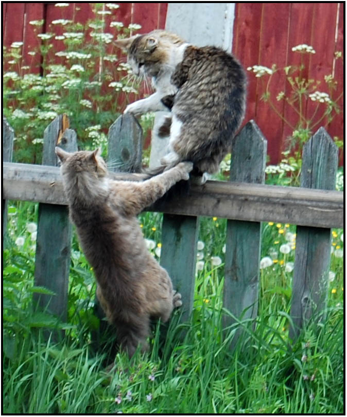 \"И чтобы я тебя здесь больше не видел...!!! 