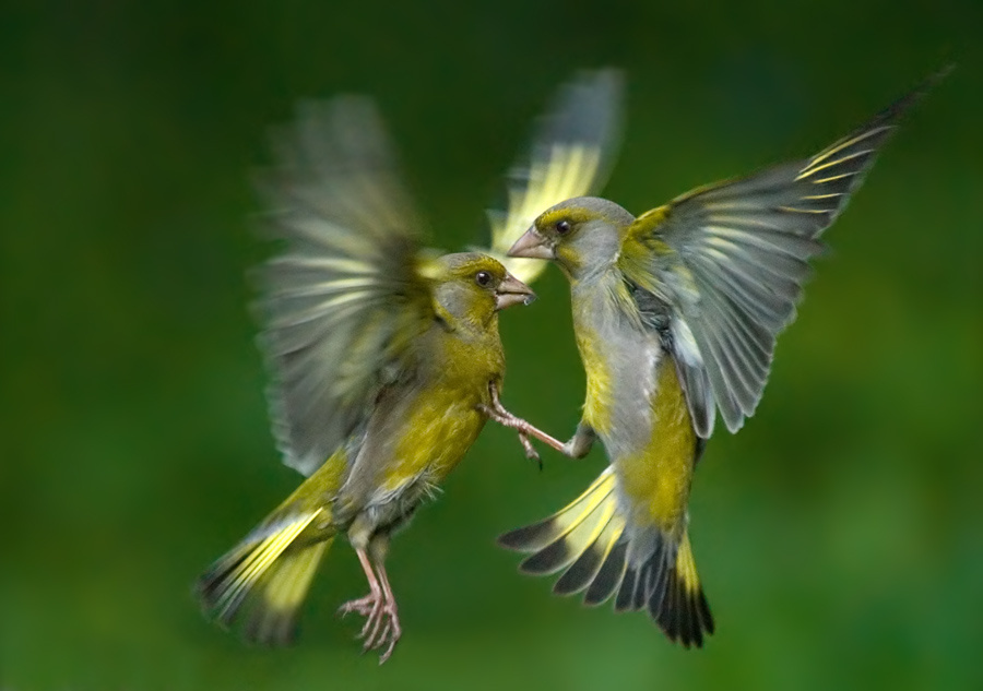 Противный! зеленушка, Greenfinch, Chloris, противный
