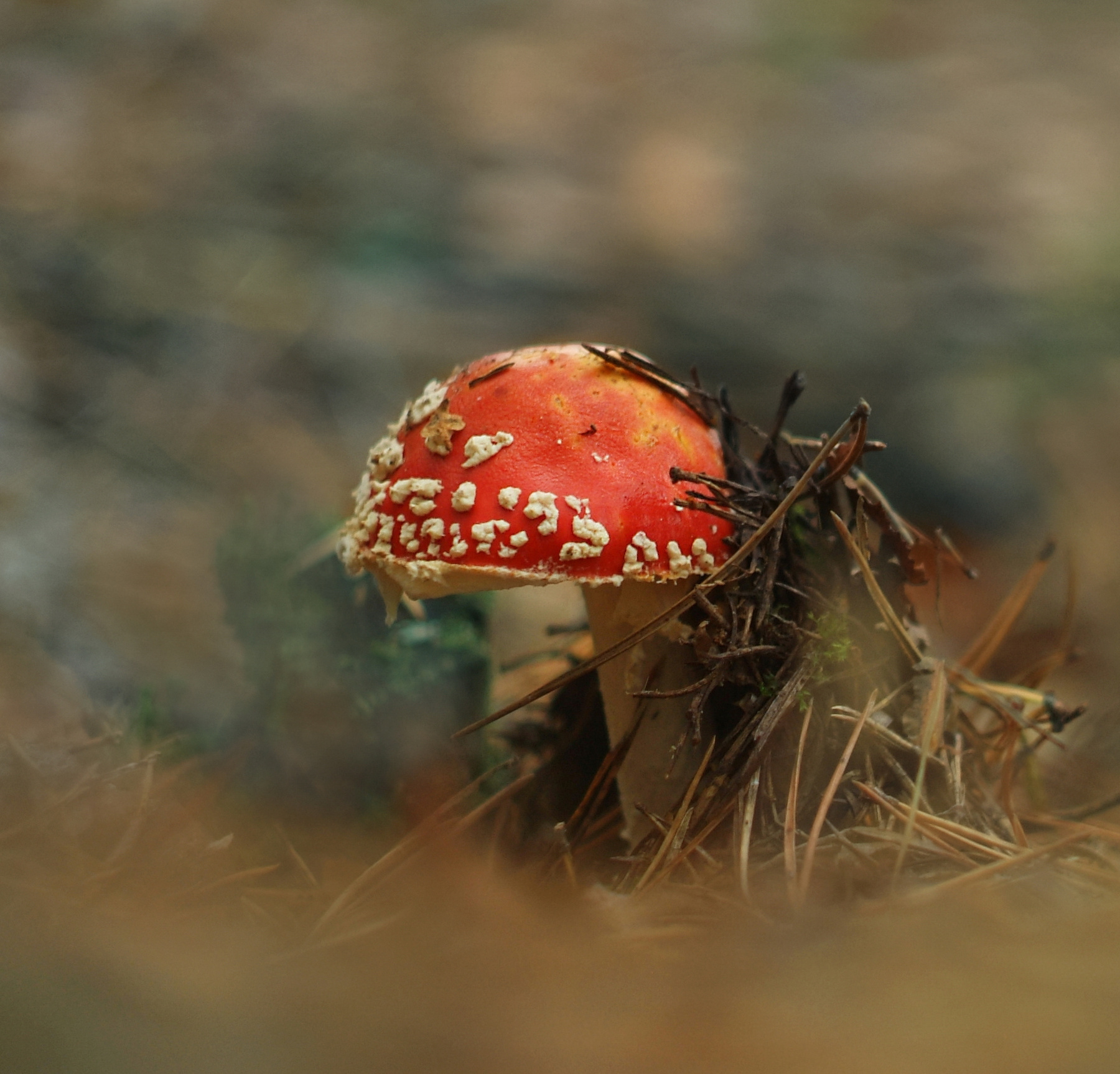 Мухомор 