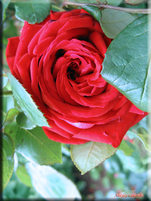 Rose#1 Роза Rose красная