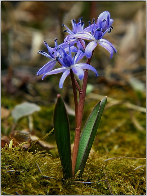 Пролеска Перелеска, пролеска, подснежник, ростики, просирень, Scilla cernua