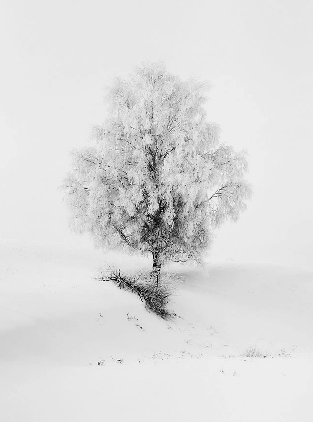 ***Белая береза под моим окном... 