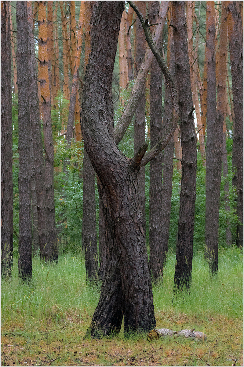 Лесное тангО 