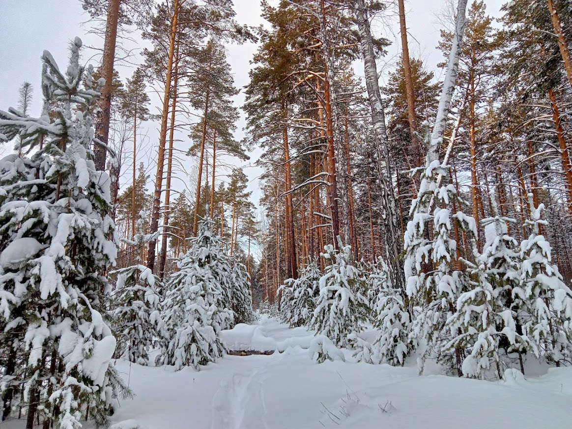 Прогулка в лесу 