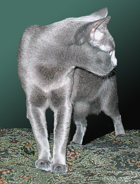 Мышка? кошка