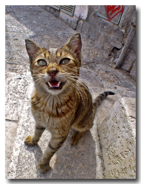 revolt of the hungry кот