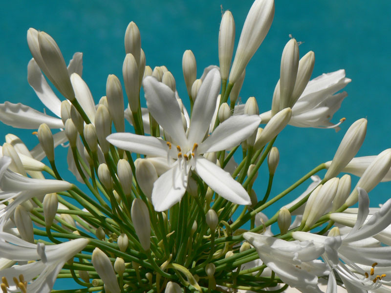 *** Flor