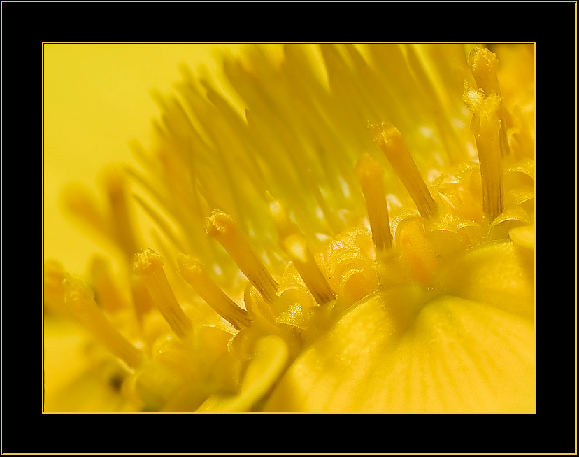 yellow фрагмент... макро цветок желтая ромашка фрагмент перевертыш