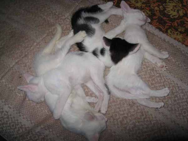 Куча-мала! Котята сон